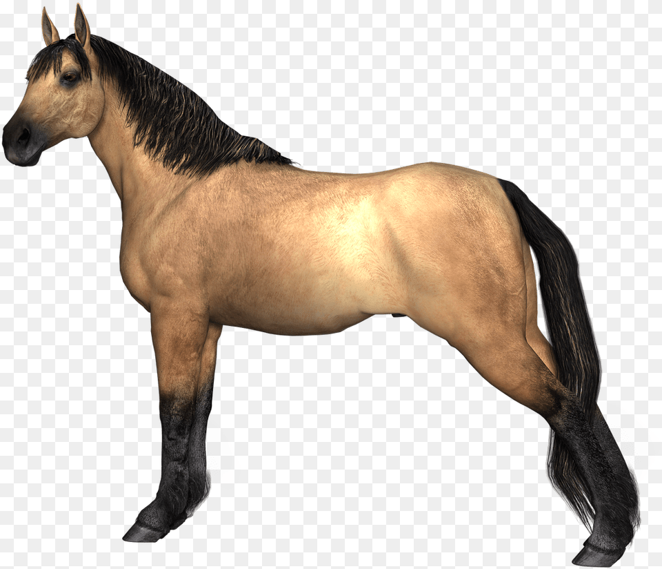 Horses Brown Horse Hind Legs Stretched Horse Legs, Animal, Colt Horse, Mammal, Stallion Png