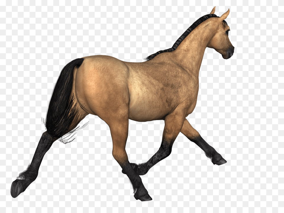 Horses Brown Horse Rear View, Animal, Colt Horse, Mammal, Stallion Free Transparent Png