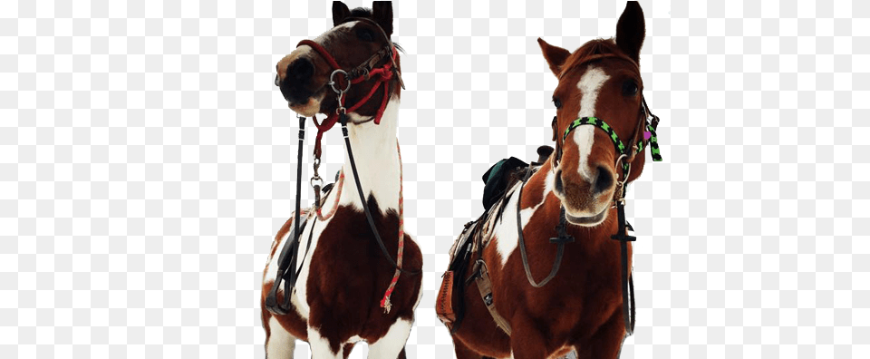 Horses Horse, Animal, Mammal, Halter Png Image