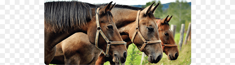 Horses Medium Work Mat Three Horses, Animal, Colt Horse, Horse, Mammal Free Png Download