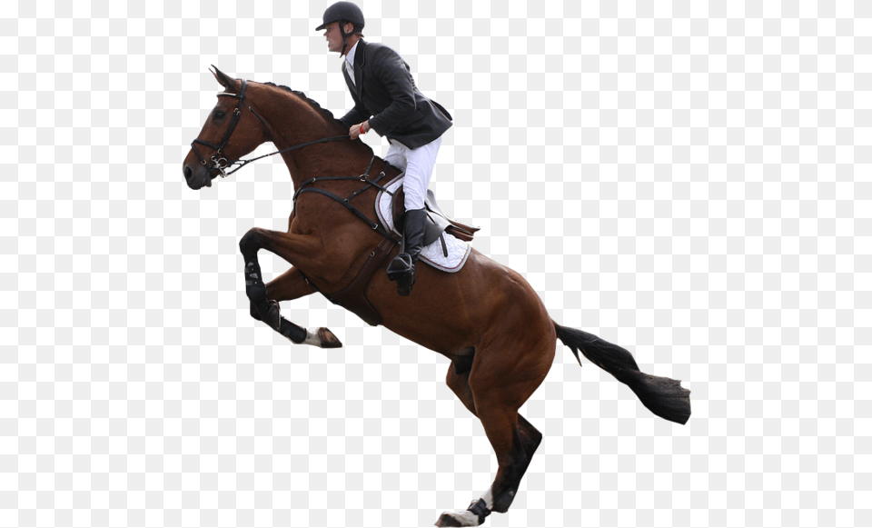 Horses Transparent Jumping Horse Jumping Transparent, Animal, Equestrian, Mammal, Person Free Png Download