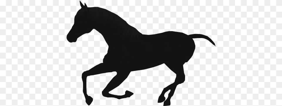Horses Transparent Translucent Transparent Background Transparent Horse, Animal, Colt Horse, Mammal, Person Png