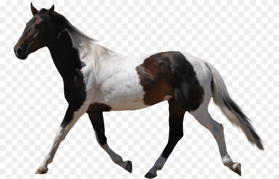 Horses With No Background, Animal, Horse, Mammal, Colt Horse Free Png