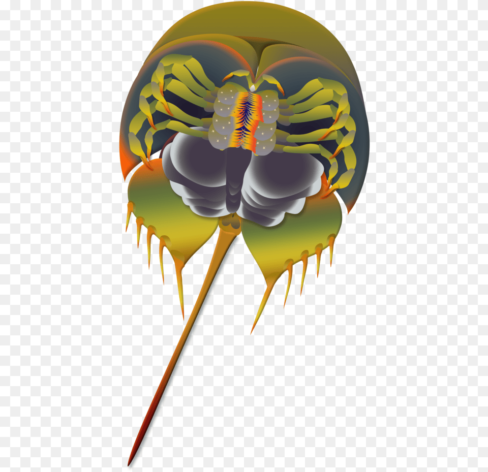 Horseshoe Crab Flattened Download Illustration, Animal, Flea, Insect, Invertebrate Png