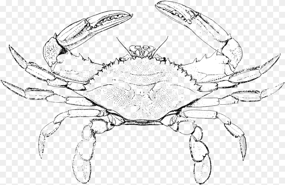 Horseshoe Crab Pencil And In Color Crab Clipart Easy Blue Crab Coloring Pages, Seafood, Food, Invertebrate, Animal Png Image