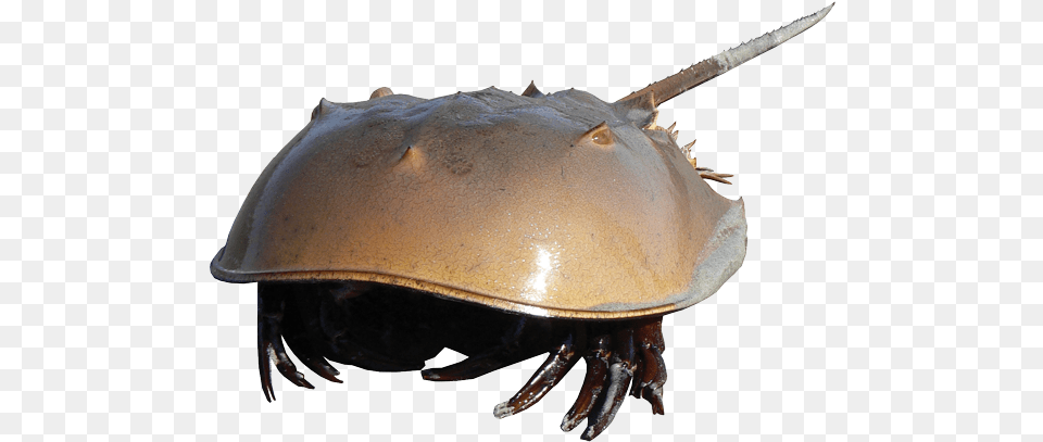 Horseshoe Horseshoe Crab Animal, Sea Life Free Transparent Png
