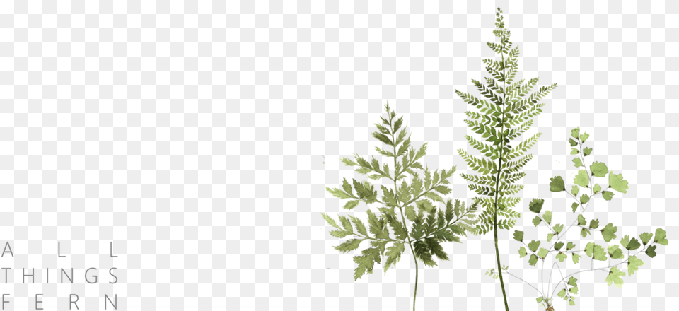 Horsetail, Grass, Plant, Tree, Leaf Free Transparent Png