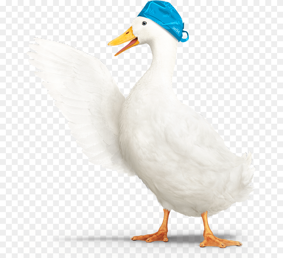 Hospital Confinement Indemnity Insurance Aflac Duck Animated Gif, Animal, Bird, Anseriformes, Beak Free Transparent Png