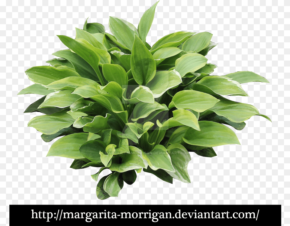 Hosta, Leaf, Plant, Potted Plant, Flower Free Png