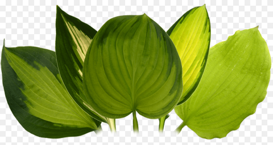 Hosta Portable Network Graphics, Leaf, Plant, Flower, Green Png