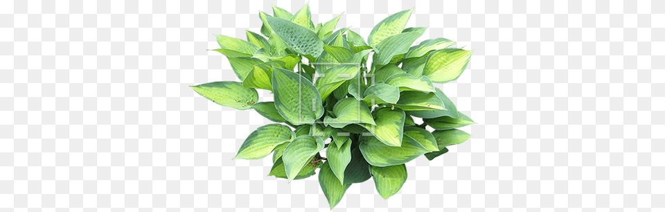 Hosta Shrub Hosta, Leaf, Plant, Potted Plant, Flower Free Png Download