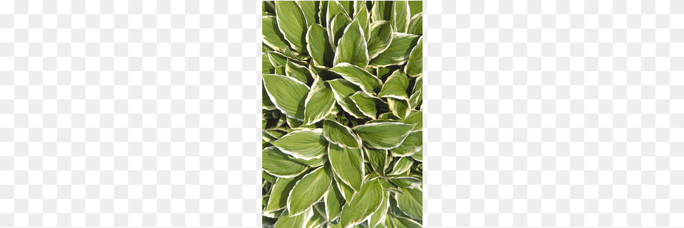 Hostas 250 Piece Wentworth Wooden Jigsaw Puzzle 1000 Piece Jigsaw Puzzle, Leaf, Plant, Flower Png Image