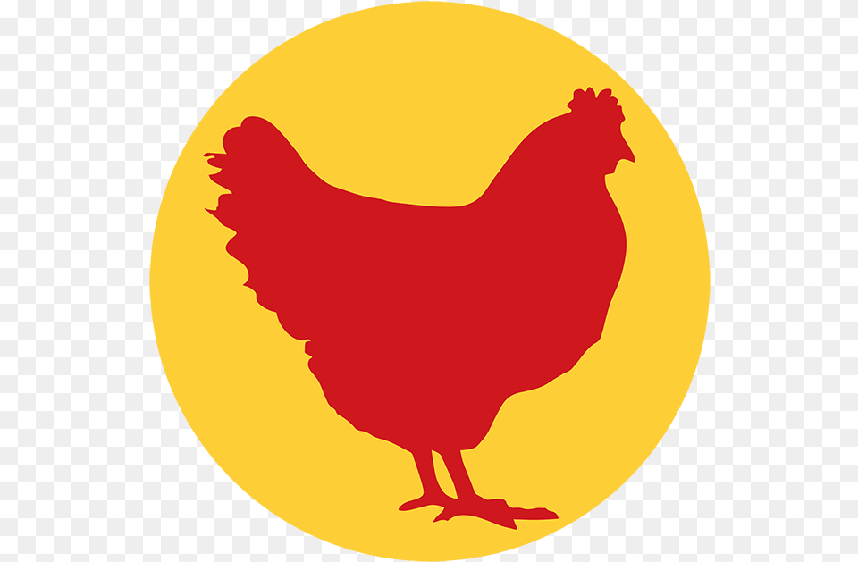 Hot Chicken Comb, Animal, Bird, Fowl, Hen Png