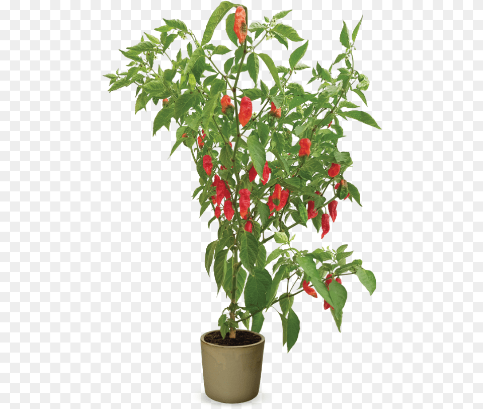 Hot Pepper Plant, Flower, Leaf, Potted Plant, Flower Arrangement Png Image