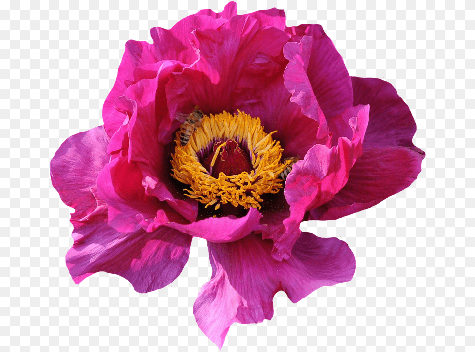 Hot Pink Flowers, Flower, Plant, Petal, Pollen Png Image