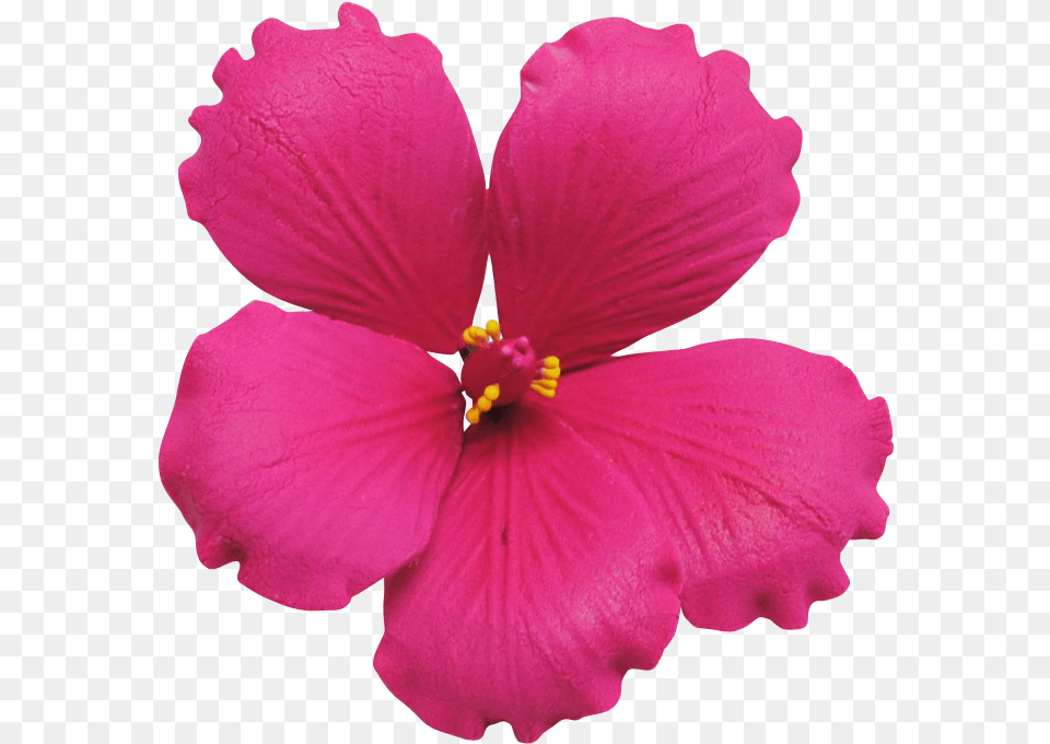 Hot Pink Hot Pink Flowers Transparent, Flower, Petal, Plant, Hibiscus Png
