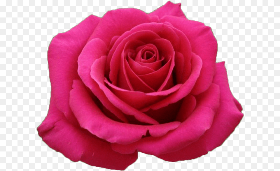 Hot Pink Rose, Flower, Plant, Petal Free Png