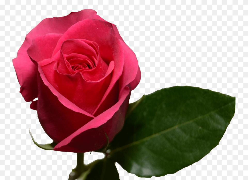 Hot Pink Roses, Flower, Plant, Rose Free Transparent Png