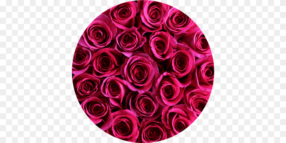 Hot Pink Roses In Round Flower Box Flower, Flower Arrangement, Flower Bouquet, Petal, Plant Png Image