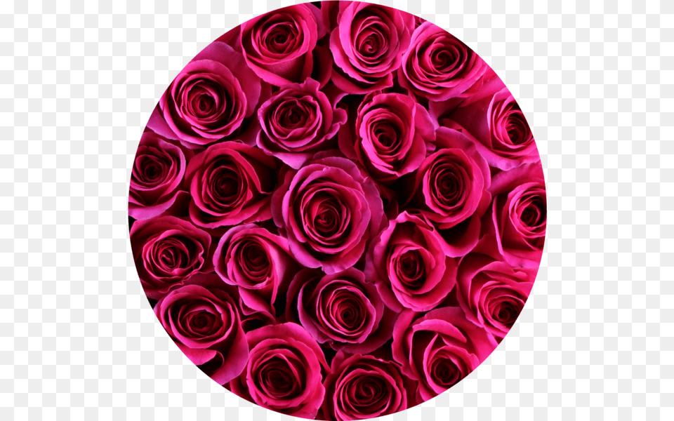 Hot Pink Roses In Round Flower Box Round Round Flower, Flower Arrangement, Flower Bouquet, Petal, Plant Free Png