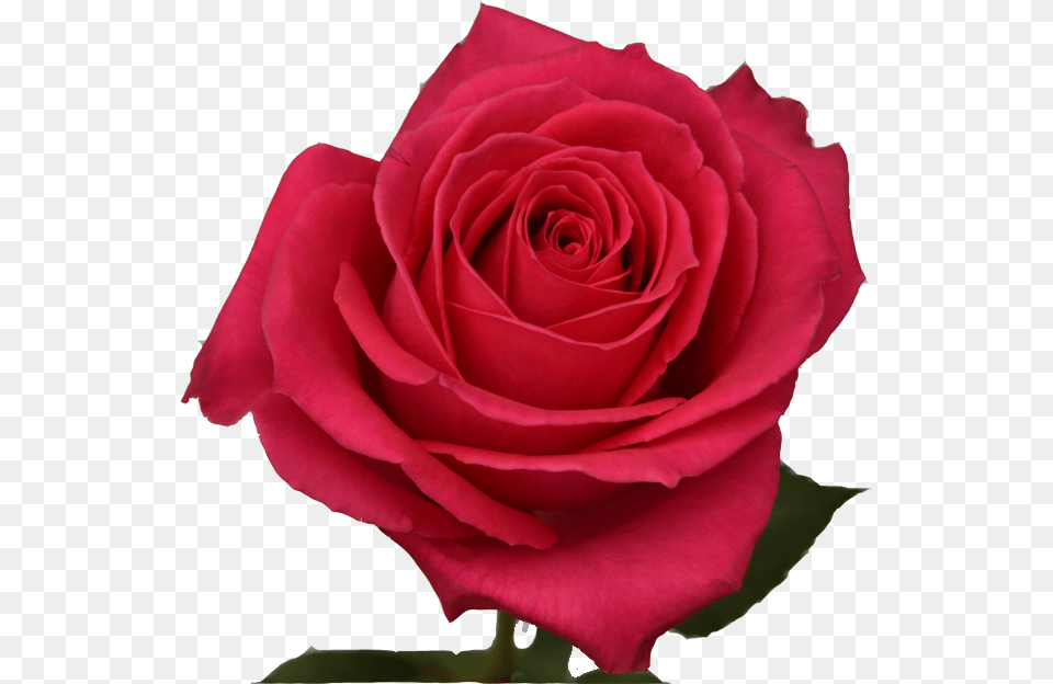 Hot Pink Roses Rose, Flower, Plant Png Image