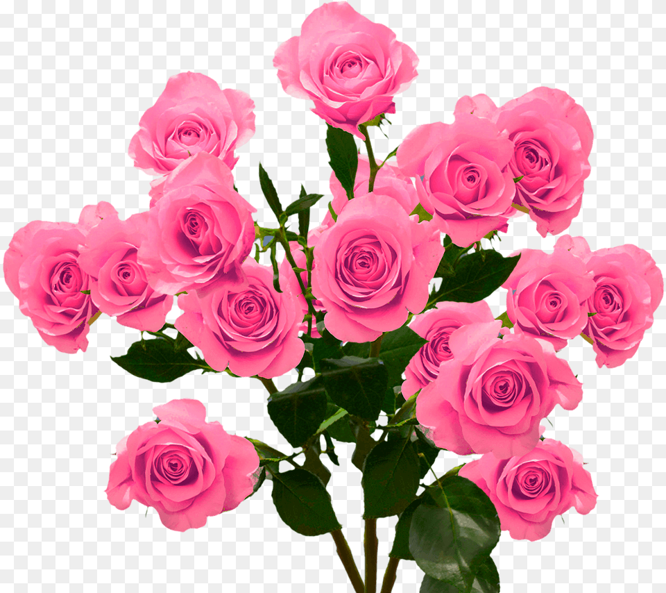 Hot Pink Spray Roses Floribunda, Flower, Flower Arrangement, Flower Bouquet, Plant Free Png