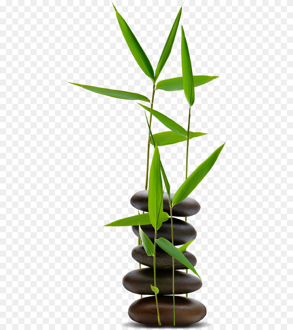 Hot Stone With Bamboo, Leaf, Plant, Flower, Flower Arrangement Free Png Download