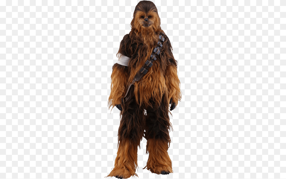 Hot Toys Movie Masterpiece Series Sixth Scale Force Hot Toys Chewbacca Figure From Star Wars, Animal, Canine, Dog, Mammal Free Png