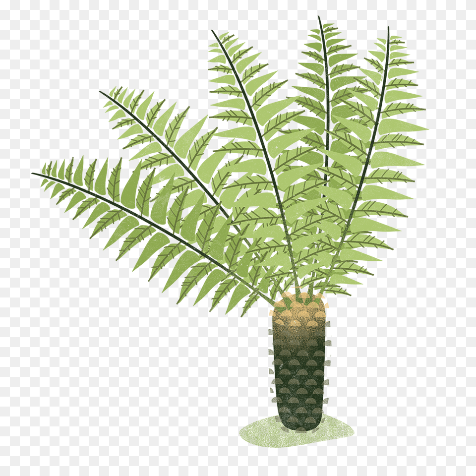 Hot Tub Garden, Leaf, Plant, Tree, Fern Free Transparent Png