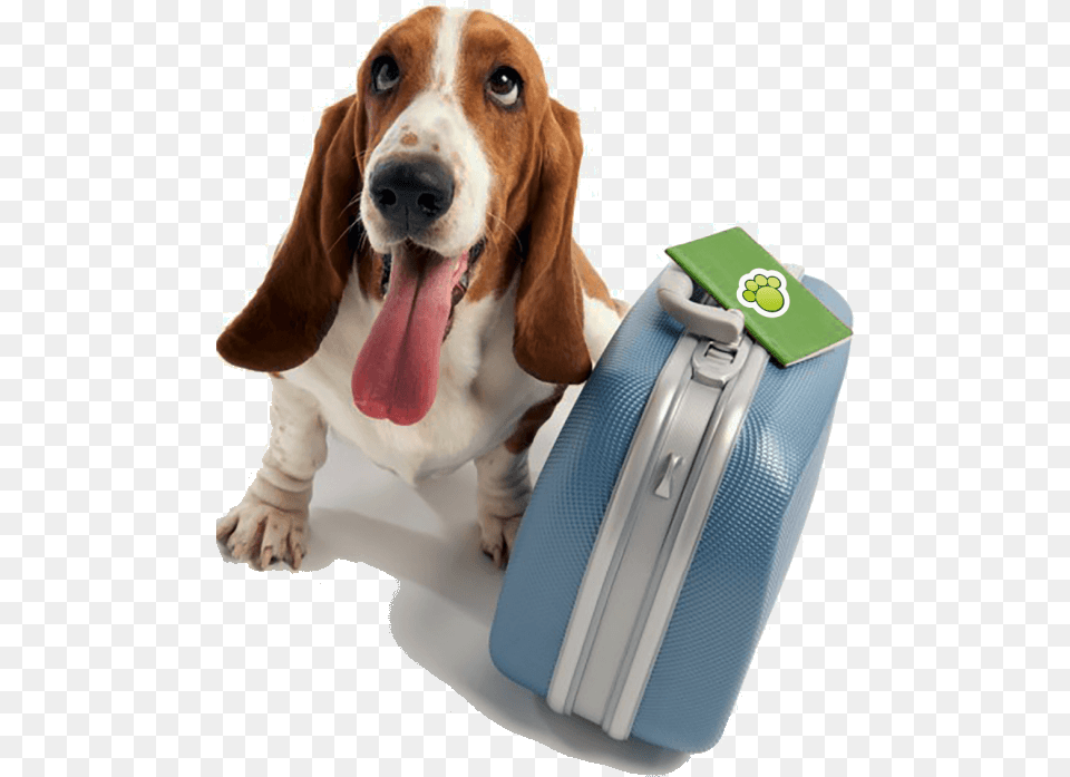 Hotel Para Ces E Gatos Doggy Day School, Animal, Canine, Dog, Hound Free Transparent Png