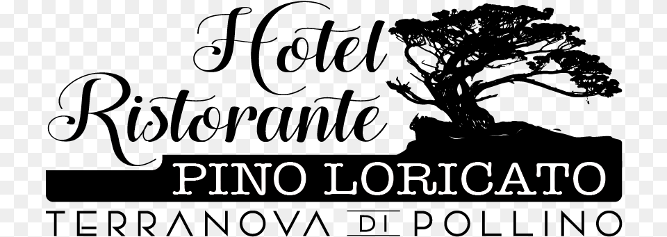 Hotel Pino Loricato Tree, Text Free Transparent Png