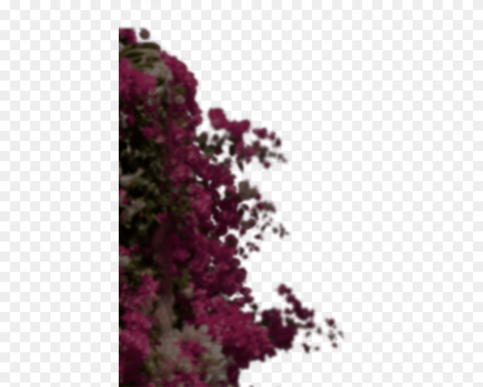 Hoteles Misin Arbusto Buddleia, Flower, Flower Arrangement, Geranium, Plant Png Image