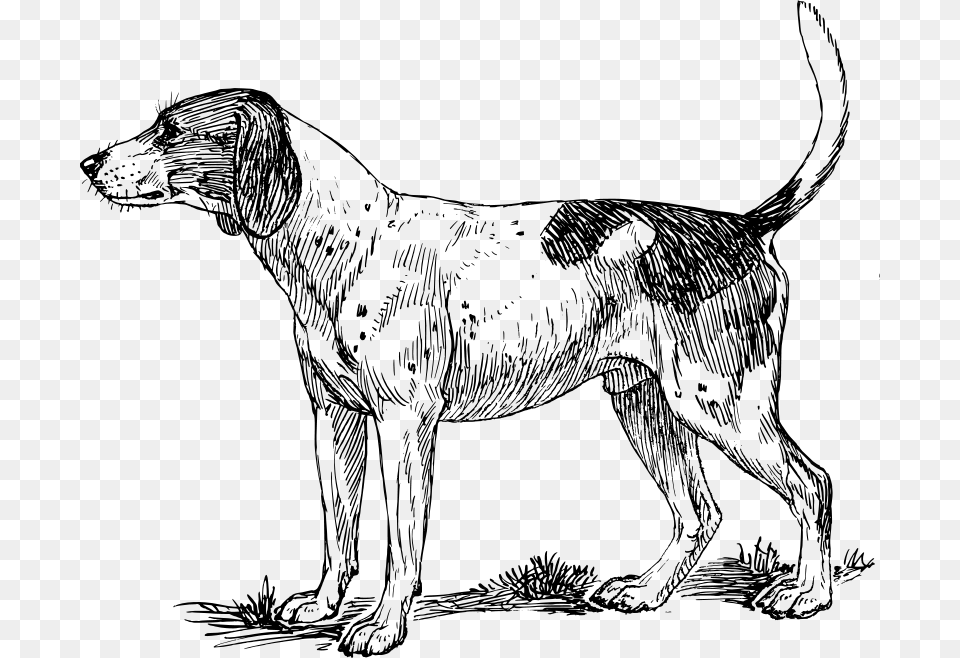 Hound, Gray Png