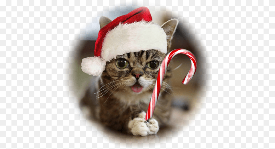 House Cat With Down Syndrome, Animal, Kitten, Mammal, Pet Free Png Download