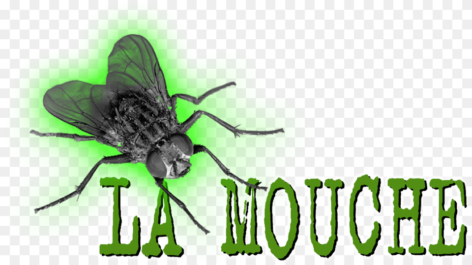 House Fly, Animal, Insect, Invertebrate Free Png Download