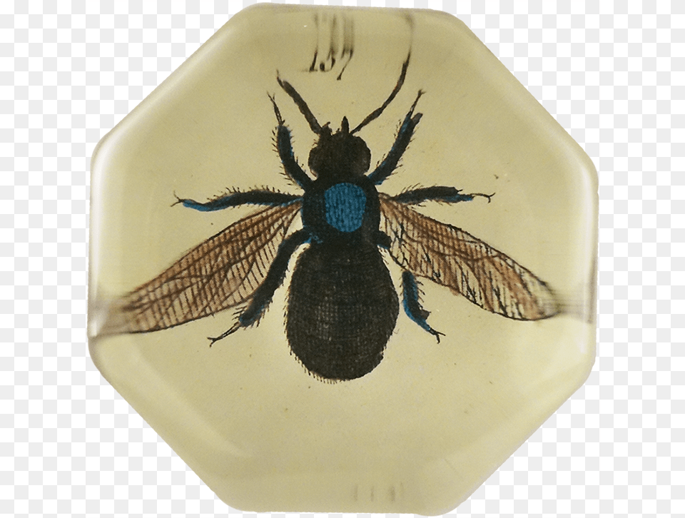 House Fly, Animal, Insect, Invertebrate, Bee Png Image