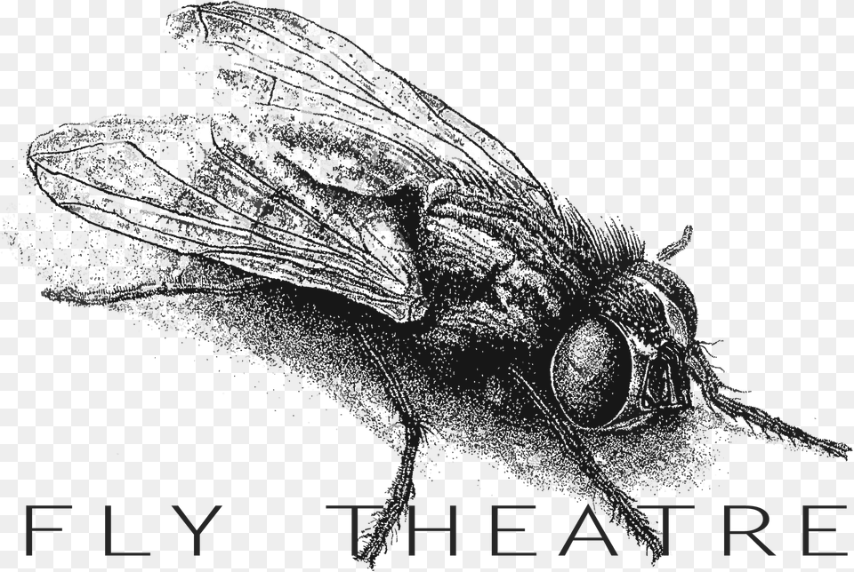 House Fly Png