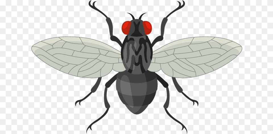 House Fly, Animal, Firefly, Insect, Invertebrate Free Png