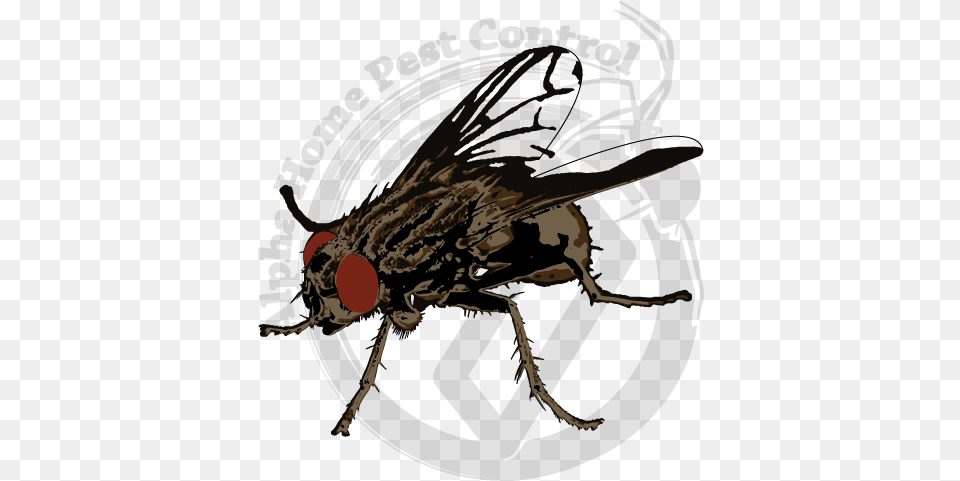 House Fly, Animal, Insect, Invertebrate, Bow Free Png Download