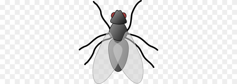 House Fly Animal, Insect, Invertebrate Png