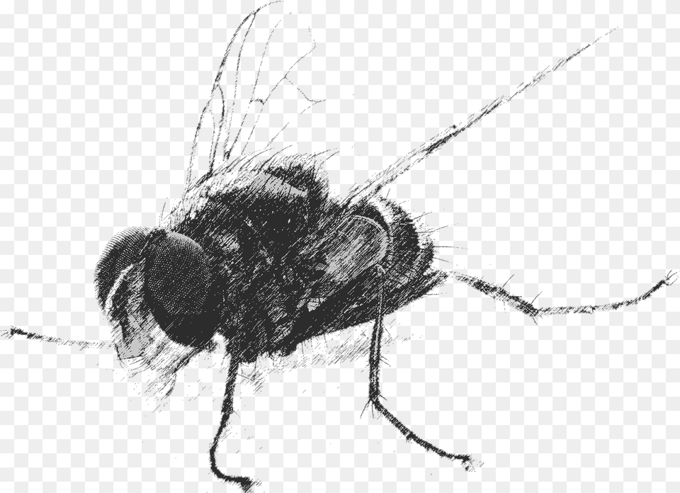 House Fly, Animal, Bee, Insect, Invertebrate Png Image