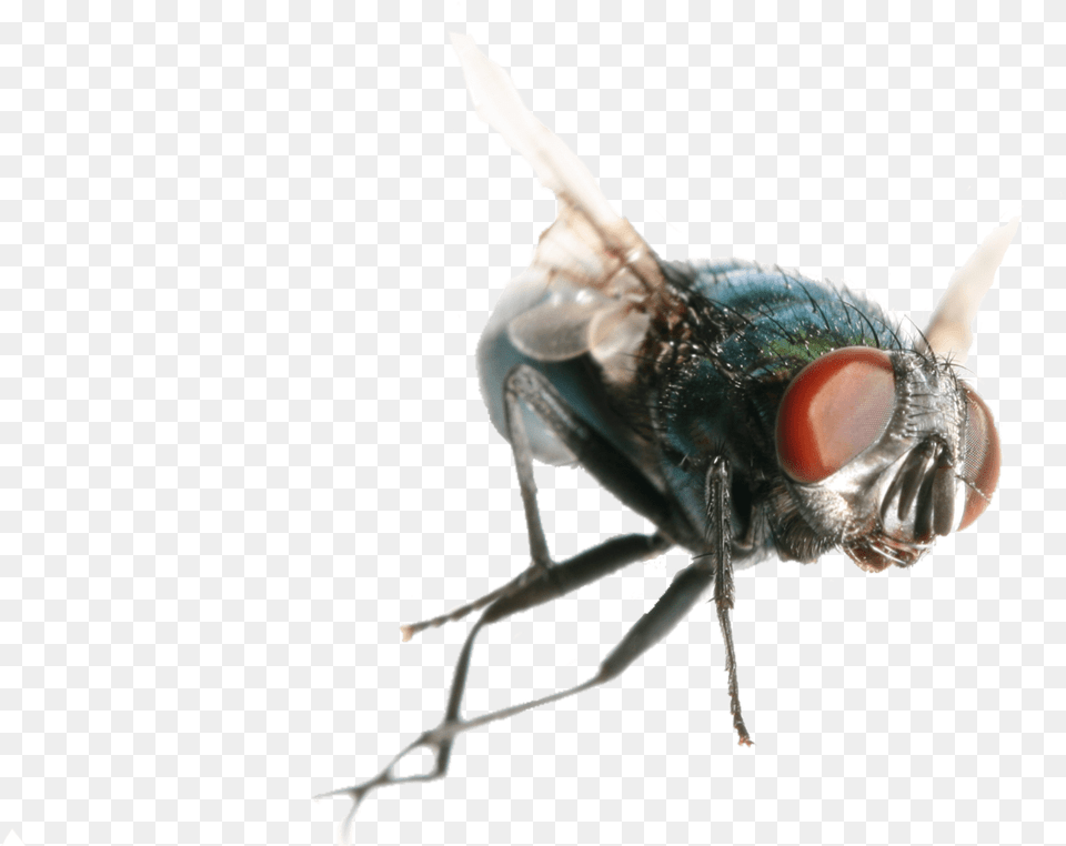 House Fly, Animal, Insect, Invertebrate Png Image