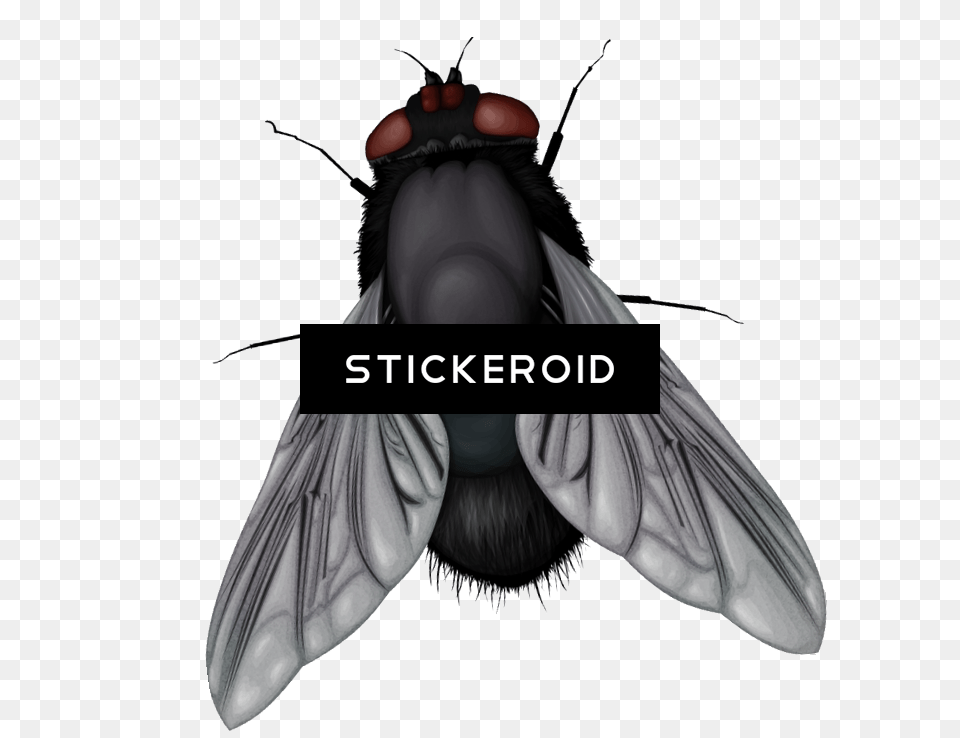 House Fly Download Fly Vector, Animal, Insect, Invertebrate Free Transparent Png