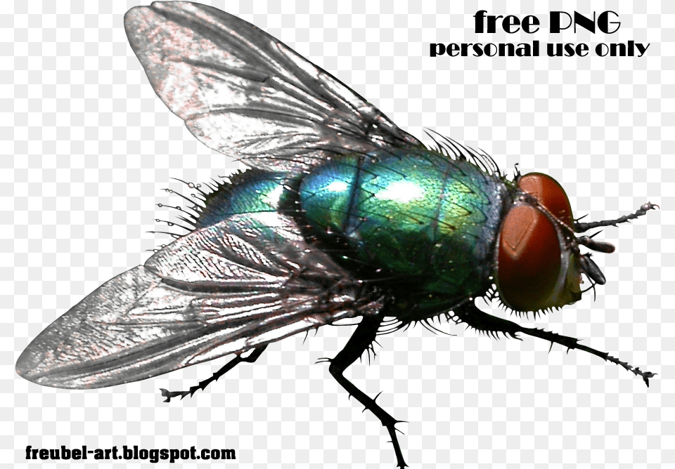 House Fly House Fly Flies Background, Animal, Insect, Invertebrate Free Transparent Png