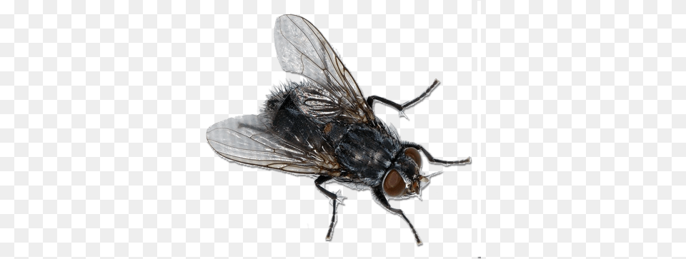 House Fly Image Fly, Animal, Insect, Invertebrate Free Png