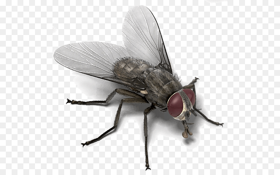 House Fly Memes House Fly Template, Animal, Insect, Invertebrate Png Image