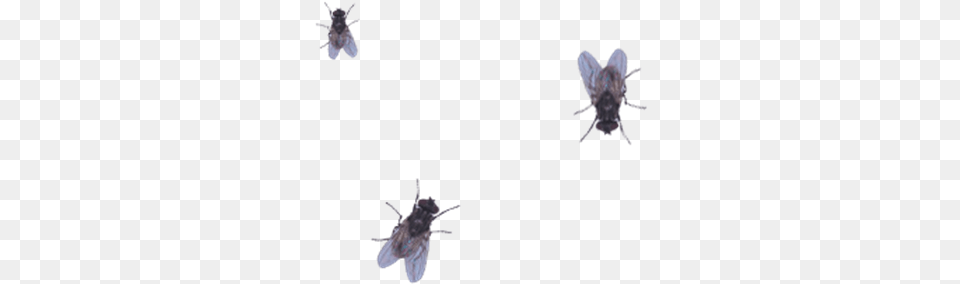 House Fly On Screen, Animal, Insect, Invertebrate Png Image