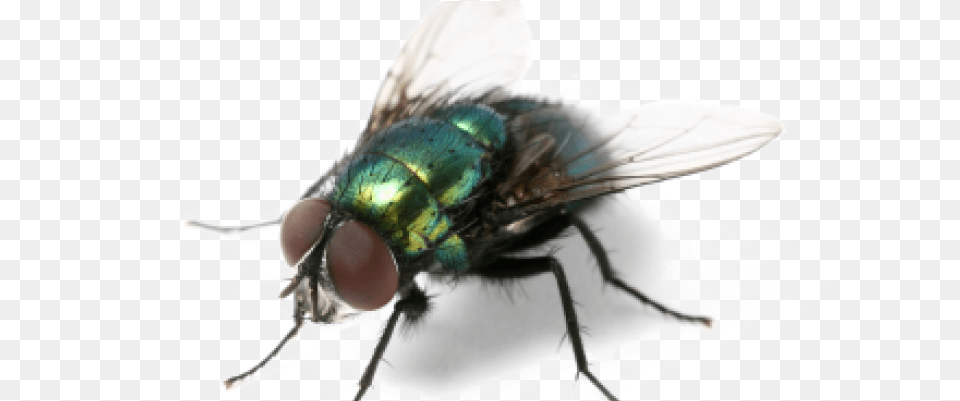 House Fly Summer Annoying Creatures Meme, Animal, Insect, Invertebrate Png