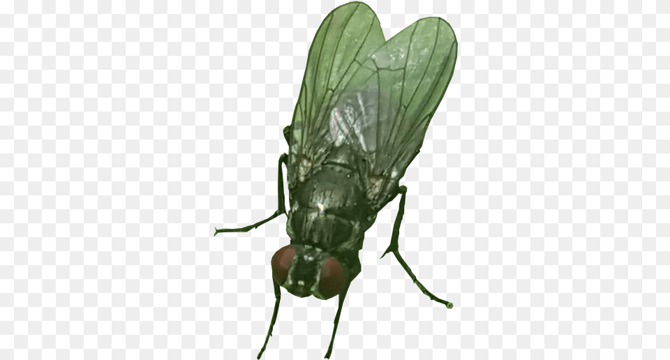 House Fly Transparent Background Insect Fly Transparent Background, Animal, Invertebrate, Plant Free Png