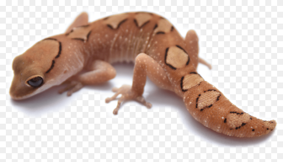 House Gecko, Animal, Lizard, Reptile, Amphibian Free Transparent Png